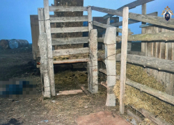 В Астраханской области при разгрузке крупного скота погиб мужчина