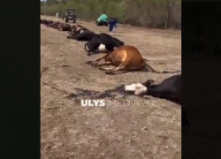 Из-за качества видео в местечке под Астраханью заговорили о гибели скота 