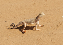 Астраханские студенты узнали, почему в пустыне не нужна микроволновка