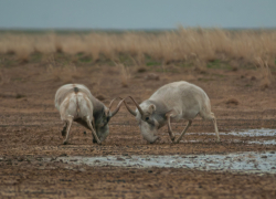 Почему редкие животные устраивают жестокие драки друг с другом