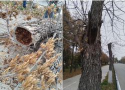 Площадь Ленина в Астрахани сменит зеленую листву на красную