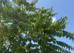 Прогноз погоды, именины, праздники в Астрахани во вторник 11 июля