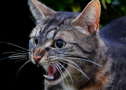 В Астраханской области выявили «кошачьи» очаги бешенства