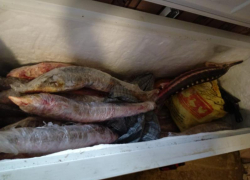 В Астраханской области мужчина занимался незаконной ловлей «краснокнижных» рыб