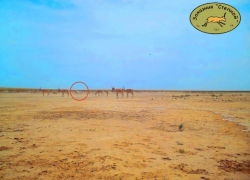 В астраханском заповеднике появилась на свет двойня сайгаков-альбиносов