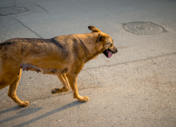 «Во всем виноват ребенок в коляске»: велосипедист наехал на астраханку