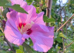 Прогноз погоды, именины, праздники в Астрахани в четверг 3 августа