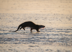 Как в Астраханской области известные нам животные проводят зиму
