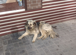 Астраханцам предлагают подарить дом и семью собакам из приюта