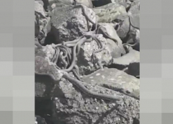 Астраханские змеи очнулись после зимней спячки раньше обычного