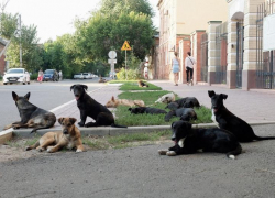 В Астрахани выявлен очередной очаг бешенства