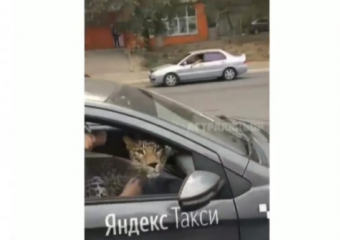 По Астрахани второй день подряд разгуливают экзотические животные