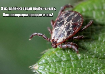 Сезон клещей: астраханцам рассказали, как обезопасить себя от кровососущих