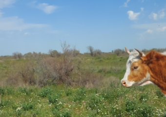 В Астраханской области огромные быки и упитанные коровы дают потомство