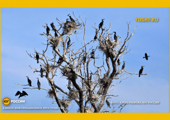 В дельте Волги нашли тайную колонию бакланов