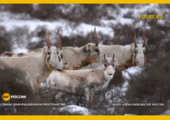 Смертельная миграция: браконьеры жестоко истребляют сайгаков под Астраханью