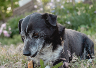 В Астрахани собаки обглодали труп мужчины