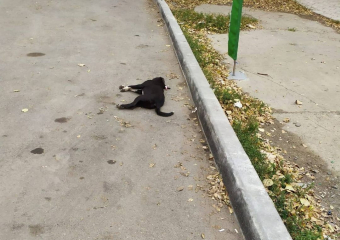 Астраханцы жалуются на трупы собак в 3 Юго-Востоке