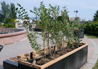 На благоустраиваемой улице Победы в Астрахани появятся «живые изгороди»