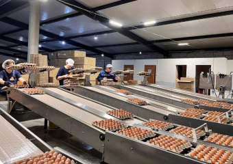 Цены ниже рыночной: в Астрахани откроют точки продажи яиц к Пасхе