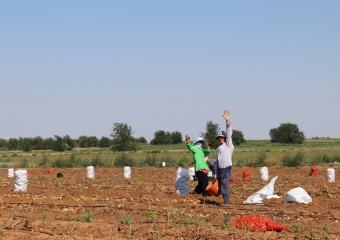 Стало известно, куда поставляют часть картофеля и лука из Астраханской области