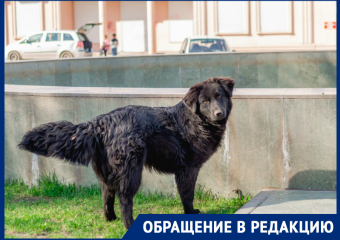 Жители Астрахани не могут попасть домой из-за собак 