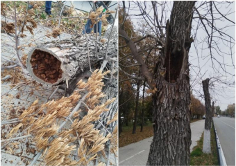 Площадь Ленина в Астрахани сменит зеленую листву на красную