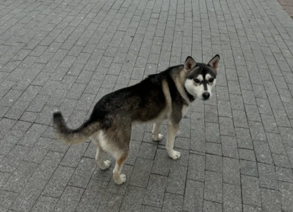 Астраханцев оштрафовали почти на 900 тысяч рублей за неправильный выгул собак