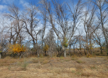 В Астраханской области нашли птицу, которая своими усами любому утрет нос