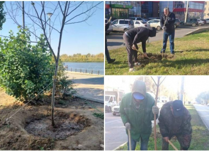 За два дня в парках Астрахани высадили полтысячи кустарников и деревьев