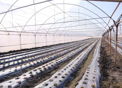 Под Астраханью рассаду массово «выгонят» из теплого дома: начало важного периода