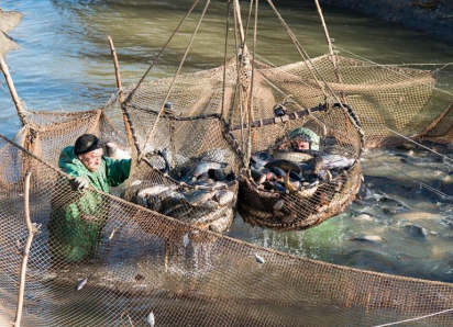 Стало известно, какую рыбу промышленники чаще всего ловили в Астрахани