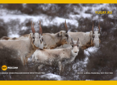 Смертельная миграция: браконьеры жестоко истребляют сайгаков под Астраханью