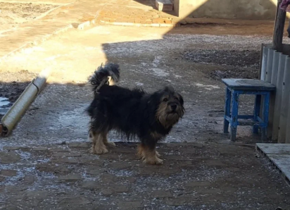 В Астрахани возбудили уголовное дело о нападении стаи собак на девочку