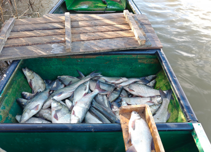 Какая рыба хорошо ловится в Астраханской области