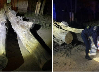 Рухнуло с грохотом: в Астрахани сухое дерево перекрыло проезжую часть