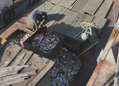 В Астраханской области промрыбаки поймали 440 тонн рыбы с нарушениями