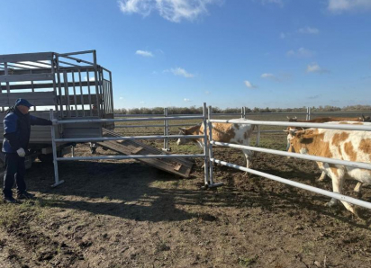 Под Астраханью пасущиеся без надзора животные стали угрозой безопасности людей