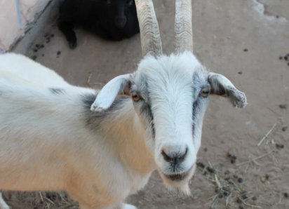 Астраханской области временно запретили поставлять скот в Беларусь