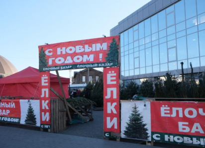 На елочные базары Астрахани привезли российские и зарубежные деревья