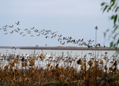 В Астраханской области раскрыли подробности редких птиц, которые прилетели в гости