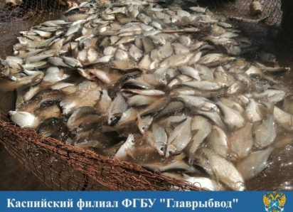 В Астраханской области массово воспроизведут рыбу и выпустят ее в реки