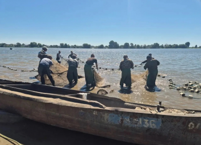 В Астраханской области поймали редких рыб, чтобы они дали потомство для разведения