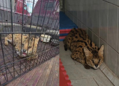 Найденного в Астраханской области африканского кота перевезли в Волгоград