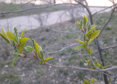 В Астраханской области ожидают заморозки