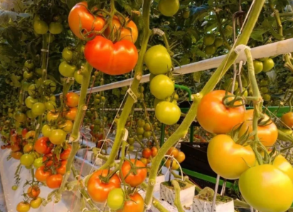 Астраханские фермеры собрали рекордный урожай томатов «Грандис»