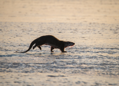 Как в Астраханской области известные нам животные проводят зиму