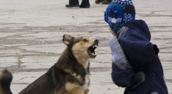 Петицию за усыпление агрессивных собак подписали 8700 астраханцев