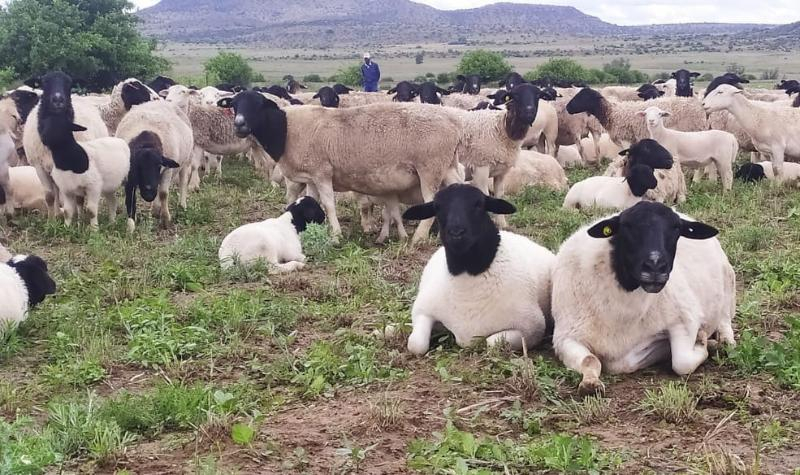 Под Астраханью строят ферму для южноафриканских овец
