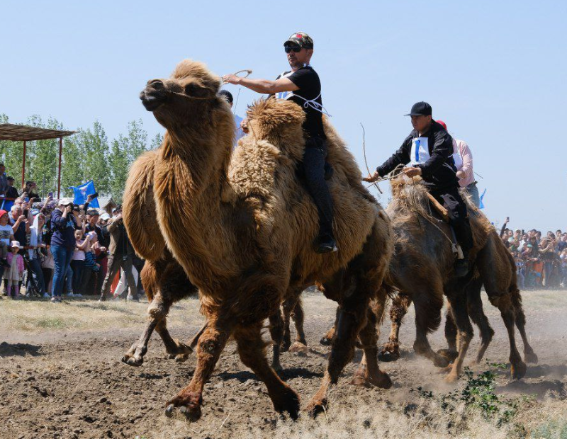 Победитель верблюжьих бегов на Сабантуе – 2023 в Астраханской области получит 200 тысяч рублей